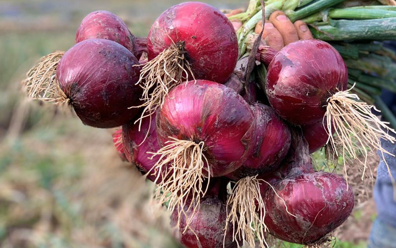 cebollas-mas-semillas